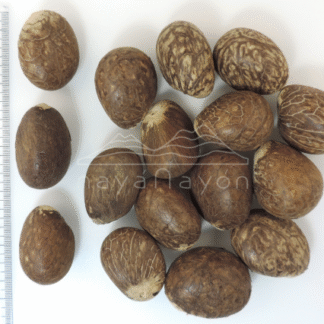 Accesorio tagua "naya" Nuez seca pequeña