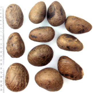 Accesorio tagua "naya" Nuez seca grande