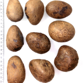 Accesorio tagua "naya" Nuez seca extra grande